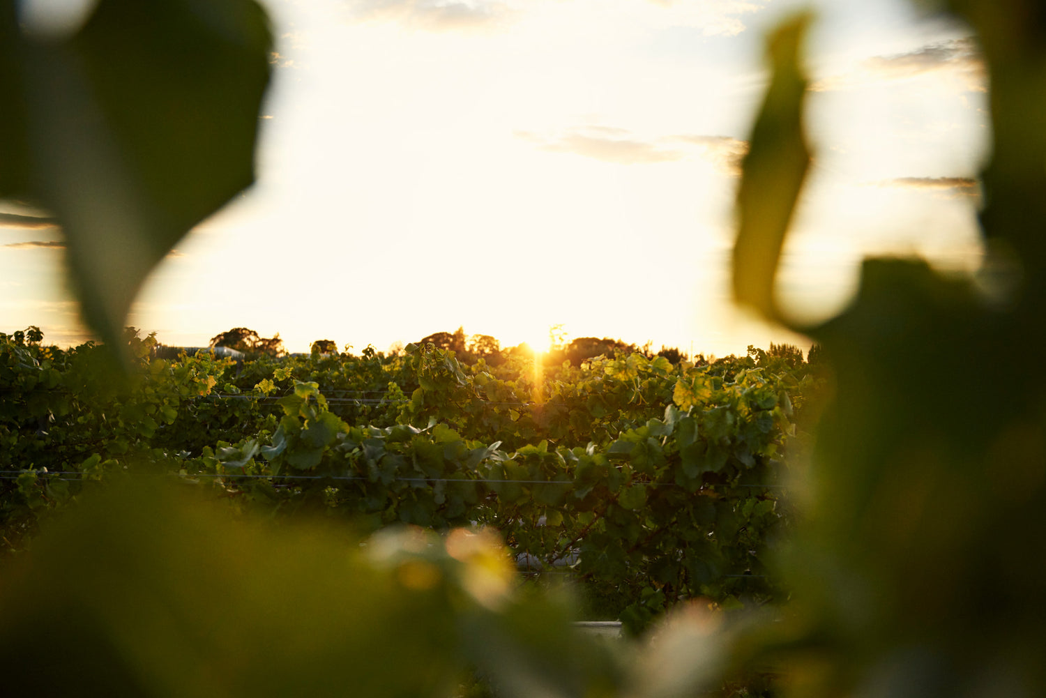 The Doctors'. We make great tasting, naturally produced, lighter wines.
